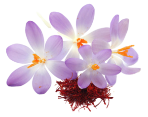 saffron-with-crocus-flower-white-background