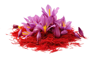 spice-saffron-is-derived-from-red-stamens-crocus-sativus-flower